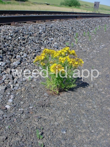St. Johnswort, common